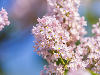 Pink Blooming Lilac Flowers in spring with blured background