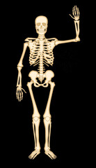 squelette, stop, anatomie, corps, crâne, radiographie, os, os, medicales, humain, 3-d, médecine, halloween, biologie, santé, colonne vertébrale, illustration, science, anatomique, osseux, radiographie