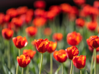 Obraz premium Colorful red tulips blossom in spring garden
