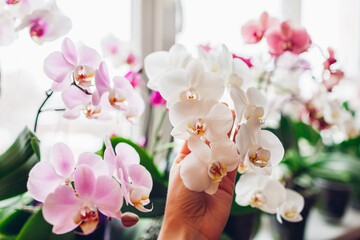 Woman enjoys orchid flowers on window sill. Girl taking care of home plants. White, purple, pink,...