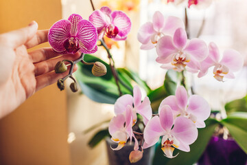 Woman enjoys orchid flowers on window sill. Girl taking care of home plants. White, purple, pink,...
