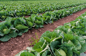 young cabbage grows in the farmer field