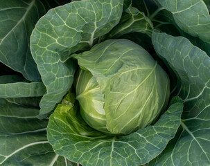 Obraz premium head of young green cabbage close-up.