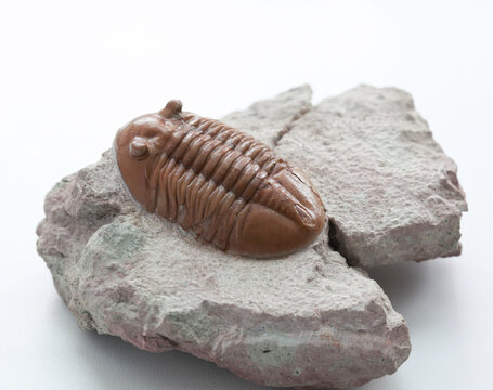 A Trilobite Asaphus On A White Background, Ordovician Period.