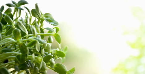 Closeup sunflower sprout with blurred background, soft and selective focus.