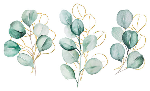 Green and Golden watercolor eucalyptus botanical leaves illustration