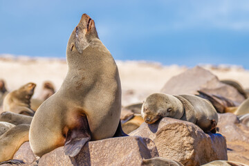 A brown fur seal (Arctocephalus pusillus) relaxing in the sun, Cape Cross, Namibia.	
