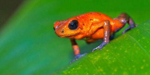 Dart Poison Frog, Blue Jeans, Oophaga pumilio, Dendrobates pumilio,Tropical Rainforest, Costa Rica, Central America, America