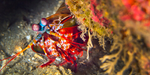 Mantis Shrimp, Peacock Mantis, Odomodactylus scylla, Coral Reef, Lembeh, North Sulawesi, Indonesia, Asia