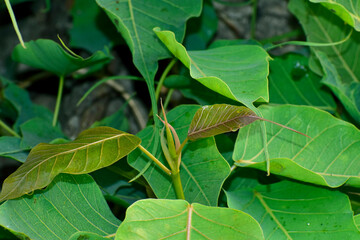 Ficus religiosa or sacred fig is a species of fig native to the Indian.