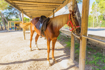 Horse tied up in a stable
