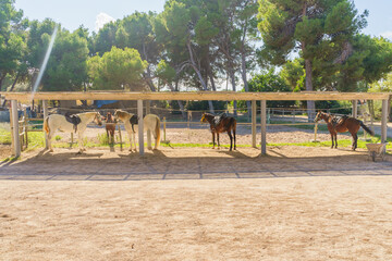 Horses tied up on a ranch
