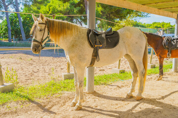 Horses tied up on a ranch