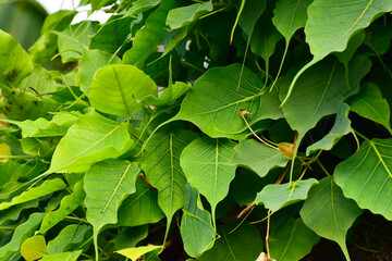 Fototapeta na wymiar Ficus religiosa or sacred fig is a species of fig native to the Indian.