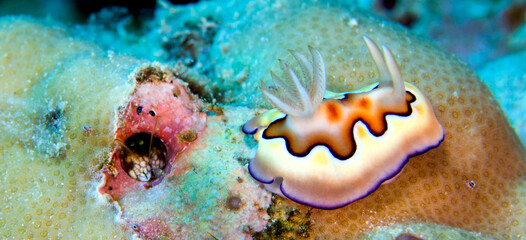 Sea Slug, Dorid Nudibranch, Co's Chromodoris, Chromodoris coi, Coral Reef, Bunaken National Marine Park, Bunaken, North Sulawesi, Indonesia, Asia