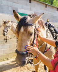 Unrecognizable young girl caressing a horse