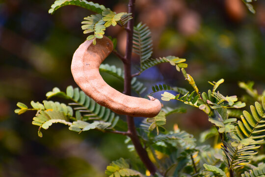 Sour tamarind on the tree.