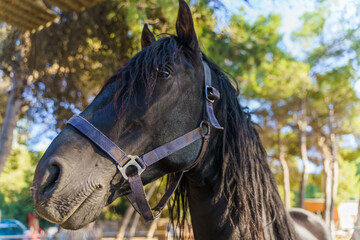 Beautiful black stallion horse