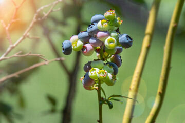 ripening blueberries on the bush