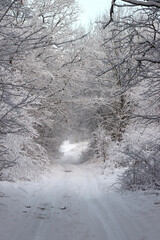 Road in the winter forest.