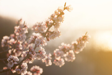 Apricot blossoms in spring. Beautiful morning light illuminates the flowers. Soft focus, blur.