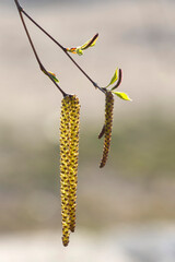Birch catkins blooms on a branch in spring. Fresh leaves and buds on tree. Soft and blurred background.