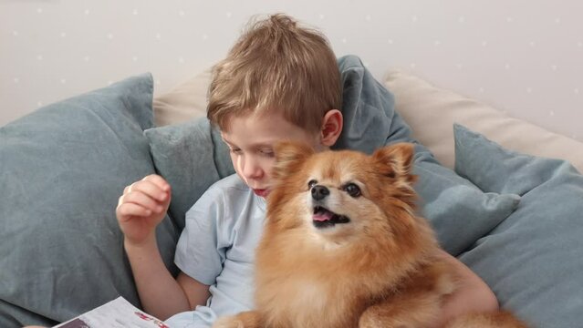Child hugs a red dog and examines a book. Happy boy with his German Spitz dog is sitting on a bed with pillows and reading a book. Friendship with an adorable pet. Slow motion 4k video