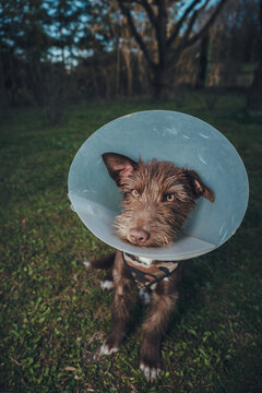 Dog Healing After Surgery