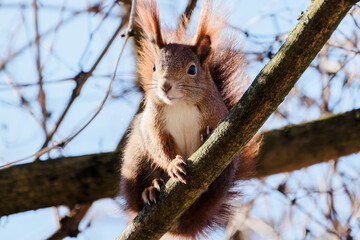 Little Red Squirrel sitting in a tree