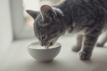 Tabby cat eating canned cat food from white ceramic plate placed