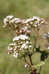 Fototapeta premium White wild Asteraceae plant from highlands of Costa Rica