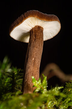 black milkcap lactarius lignyotus mushroom with white gills growing in green moss