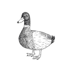 mallard duck hand drawing illustration