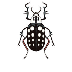 a black beetle with white dots and spikes on its legs.