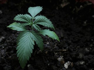 fresh cannabis seedling with textured foliage against a background of dark loose soil with empty space for text, image of a marijuana seedling in the initial stage of vegetation on the ground backdrop