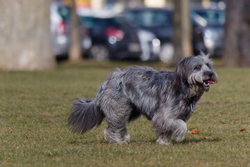 Close-up of a cute Catalan Sheepdog (Gos d’Atura) walking in the park on a sunny day