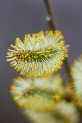 Beautiful branches of willow flowers. Blooming willow on a natural blurred background. Macro photo. Spring, youth, growth concept.