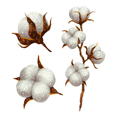 illustration cotton in buds and a sprig of cotton