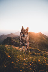 Dog on mountains during a colourful sunset.