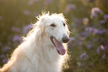 Fototapeta premium Beautiful and happy dog breed russian borzoi standing in the green grass and violet phacelia field in summer