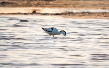Fototapeta premium Water bird pied avocet, Recurvirostra avosetta, feeding in the lake. The pied avocet is a large black and white wader with long, upturned beak