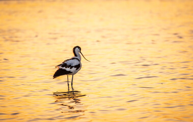 Water bird pied avocet, Recurvirostra avosetta, standing in the water in orange sunset light. The pied avocet is a large black and white wader with long, upturned beak