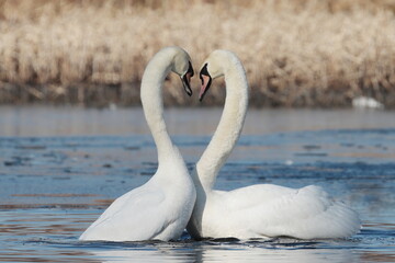 Fototapeta premium two swans in the lake, couple