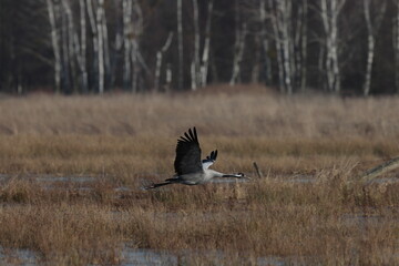 crane in flight