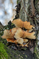 funghi
