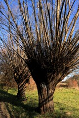 Wierzby © Ireneusz