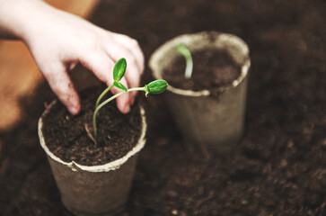 The hands of a small child sowed seeds in a peat pot.  The concept of Earth Day.  Peat pots for planting