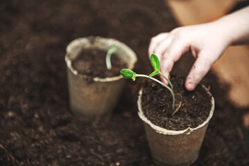 The hands of a small child sowed seeds in a peat pot.  The concept of Earth Day and plant protection.  Peat pots for planting