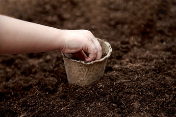 The hands of a small child sowed seeds in a peat pot.  The concept of Earth Day.  Peat pots for...