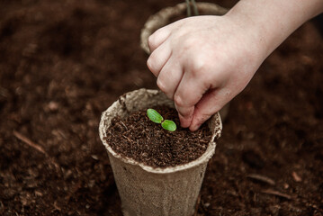 The hands of a small child sowed seeds in a peat pot.  The concept of Earth Day and plant protection.  Peat pots for planting